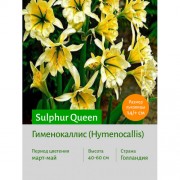 Гименокаллис Sulphur Queen