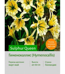 Гименокаллис Sulphur Queen