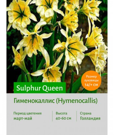 Гименокаллис Sulphur Queen