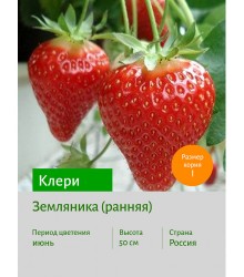 Земляника Клери