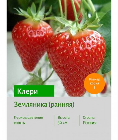 Земляника Клери