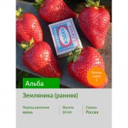 Земляника Альба