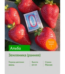 Земляника Альба