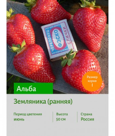 Земляника Альба