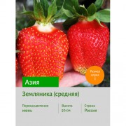 Земляника Азия