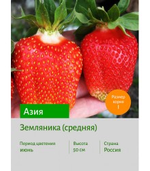 Земляника Азия