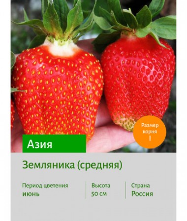 Земляника Азия