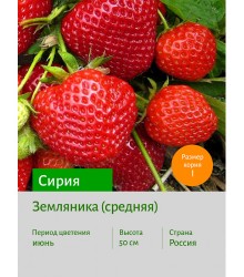 Земляника Сирия