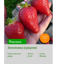 Земляника Роксана