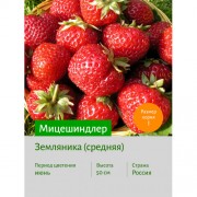 Земляника Мицешиндлер