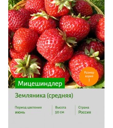 Земляника Мицешиндлер