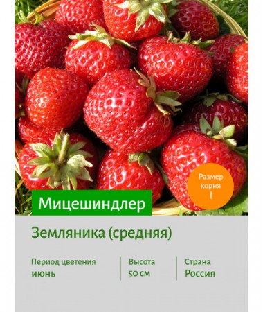 Земляника Мицешиндлер