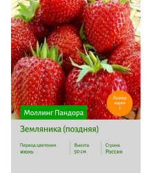 Земляника Моллинг Пандора