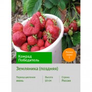 Земляника Комрад Победитель