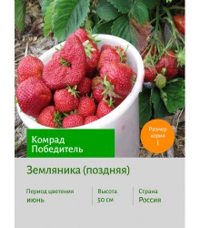 Земляника Комрад Победитель