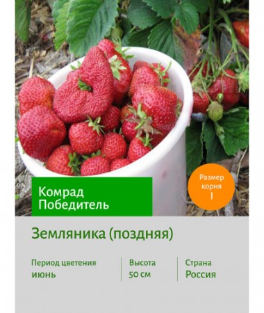 Земляника Комрад Победитель