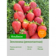 Земляника Альбион