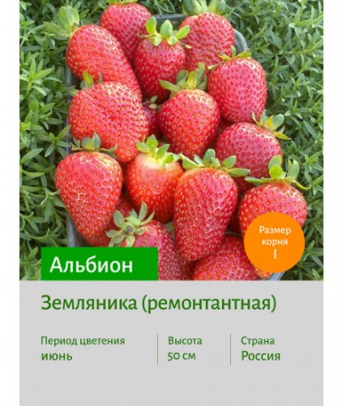 Земляника Альбион