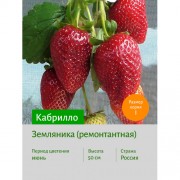 Земляника Кабрилло