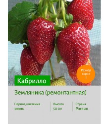 Земляника Кабрилло