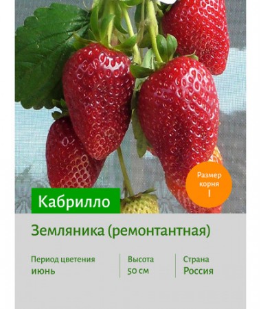 Земляника Кабрилло