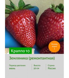 Земляника Краппо 10