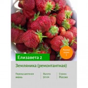 Земляника Елизавета 2