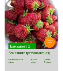 Земляника Елизавета 2