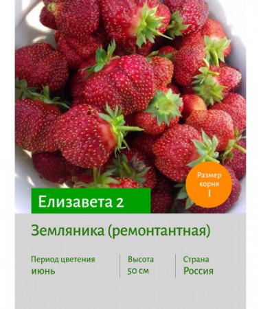 Земляника Елизавета 2