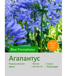 Агапантус Blue Triumphator