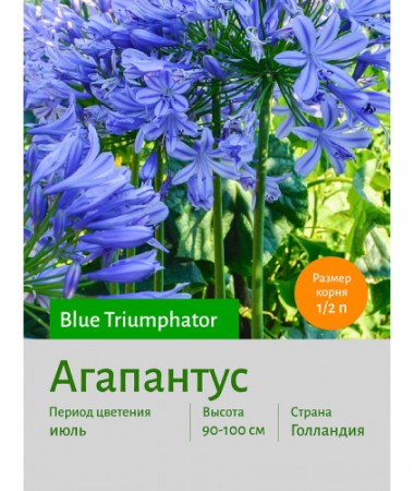 Агапантус Blue Triumphator