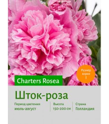 Шток-роза Rosea