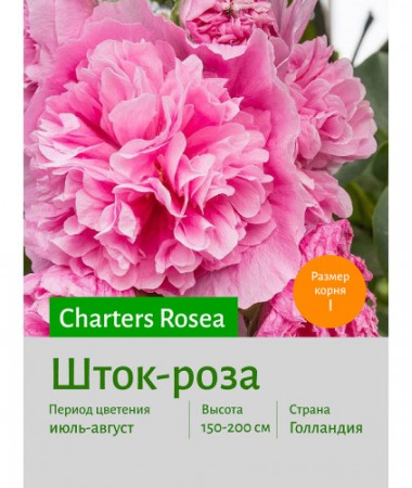 Шток-роза Rosea