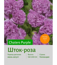Шток-роза Purple