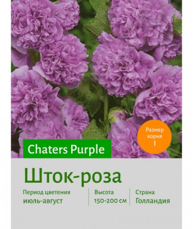 Шток-роза Purple