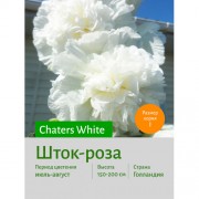 Шток-роза White