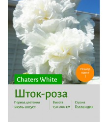 Шток-роза White