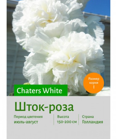 Шток-роза White