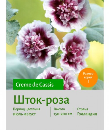 Шток-роза Creme de Cassis