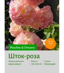 Шток-роза Peaches Dreams