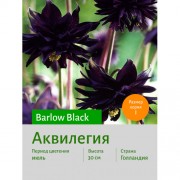 Аквилегия Barlow Black