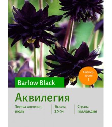 Аквилегия Barlow Black Аквилегия Barlow Black