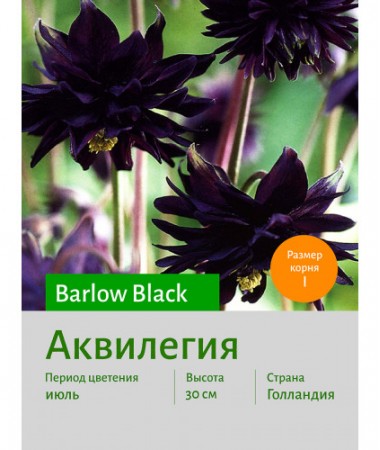 Аквилегия Barlow Black