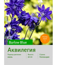Аквилегия Barlow Blue Аквилегия Barlow Blue