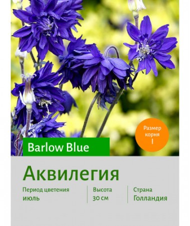 Аквилегия Barlow Blue
