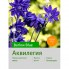 Аквилегия Barlow Blue