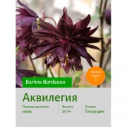 Аквилегия Barlow Bordeaux