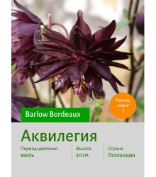 Аквилегия Barlow Bordeaux Аквилегия Barlow Bordeaux