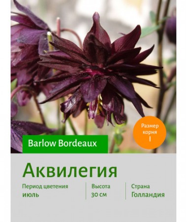Аквилегия Barlow Bordeaux