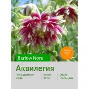 Аквилегия Barlow Nora